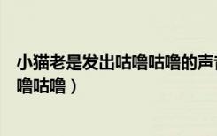 小猫老是发出咕噜咕噜的声音是什么意思（小猫老是发出咕噜咕噜）