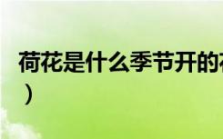 荷花是什么季节开的花（荷花是什么季节开的）
