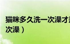 猫咪多久洗一次澡才是最合适（猫咪多久洗一次澡）