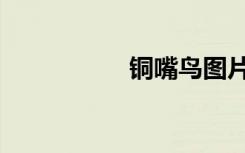 铜嘴鸟图片（铜嘴鸟）