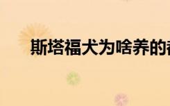 斯塔福犬为啥养的都后悔（斯塔福犬）