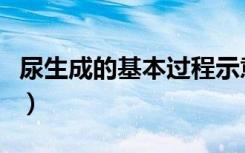 尿生成的基本过程示意图（尿生成的基本过程）