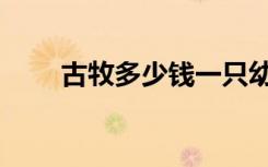 古牧多少钱一只幼崽（古牧多少钱）