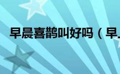 早晨喜鹊叫好吗（早上喜鹊叫有什么兆头）