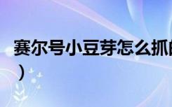 赛尔号小豆芽怎么抓的（赛尔号小豆芽怎么抓）