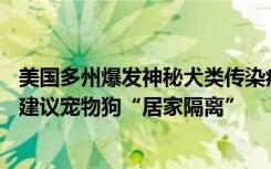 美国多州爆发神秘犬类传染病，最快24小时内变重症，医生建议宠物狗“居家隔离”