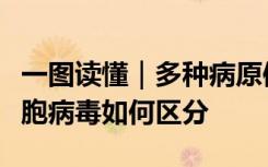 一图读懂｜多种病原体共流行，热搜第一的合胞病毒如何区分