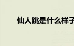 仙人跳是什么样子（仙人跳是什么）