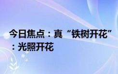 今日焦点：真“铁树开花”！何同学用记忆金属做了一盆花：光照开花