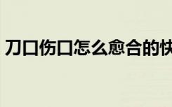 刀口伤口怎么愈合的快（伤口怎么愈合的快）