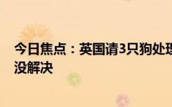 今日焦点：英国请3只狗处理日本虎杖：花了十几亿英镑 却没解决