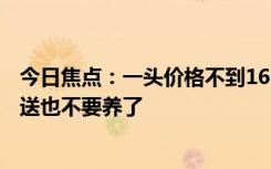 今日焦点：一头价格不到160元：澳大利亚羊泛滥 农民免费送也不要养了