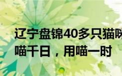 辽宁盘锦40多只猫咪组队守粮仓，网友：养喵千日，用喵一时
