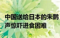 中国送给日本的朱鹮“洋洋”去世，此前因雷声惊吓进食困难