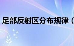 足部反射区分布规律（标准足部反射区挂图）