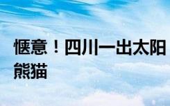 惬意！四川一出太阳，树梢上就“长满”了大熊猫