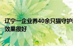 辽宁一企业养40余只猫守护粮仓 负责人：饲养历史超20年，效果很好