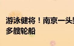 游泳健将！南京一头野猪横渡长江，灵活避开多艘轮船