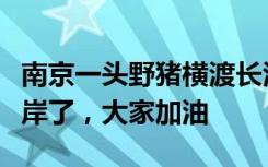 南京一头野猪横渡长江，网友：野猪都成功上岸了，大家加油