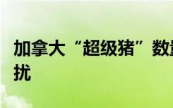 加拿大“超级猪”数量激增，美加多地不堪其扰