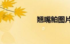 翘嘴鮊图片（翘嘴鮊）