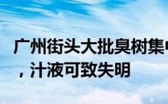 广州街头大批臭树集中开花，专家：小心有毒，汁液可致失明