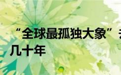 “全球最孤独大象”去世，在围栏中孤独生活几十年