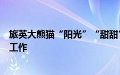 旅英大熊猫“阳光”“甜甜”将回国，外交部：已做好准备工作