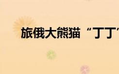 旅俄大熊猫“丁丁”幼崽要取名字了！