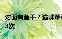 对面有鱼干？猫咪犟种附体欲跳对面房顶连摔3次
