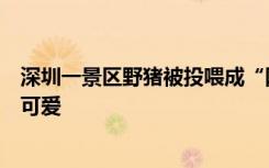 深圳一景区野猪被投喂成“网红猪”，游客：野猪不凶，挺可爱