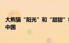 大熊猫“阳光”和“甜甜”将离开英国爱丁堡动物园，返回中国