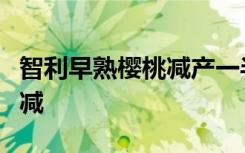 智利早熟樱桃减产一半，本季出口量将随之大减