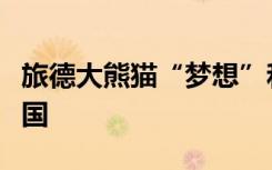 旅德大熊猫“梦想”和“梦圆”本月中旬将回国