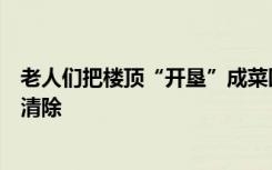 老人们把楼顶“开垦”成菜园，规模巨大震惊邻居！目前正清除
