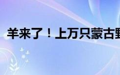 羊来了！上万只蒙古野生黄羊跨越中蒙边境
