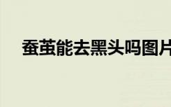 蚕茧能去黑头吗图片（蚕茧能去黑头吗）