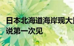 日本北海道海岸现大量沙丁鱼尸体，当地人都说第一次见