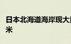 日本北海道海岸现大量沙丁鱼尸体，蔓延上百米