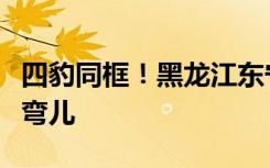 四豹同框！黑龙江东宁野生东北豹一家出来遛弯儿