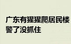 广东有猩猩爬居民楼？物业：它身手矫健，报警了没抓住