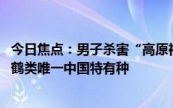 今日焦点：男子杀害“高原神鸟”黑颈鹤烹食被刑拘：国一、鹤类唯一中国特有种
