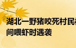 湖北一野猪咬死村民被民警击毙，被害人在田间喂虾时遇袭