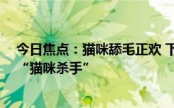 今日焦点：猫咪舔毛正欢 下一秒突然离世 兽医科普：遇到“猫咪杀手”