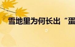 雪地里为何长出“蛋糕卷”？一起来了解