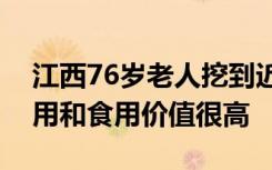 江西76岁老人挖到近百斤“亚洲人参”，药用和食用价值很高