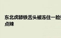东北虎舔铁舌头被冻住一脸委屈，网友：甜不甜不确定，有点辣
