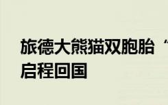 旅德大熊猫双胞胎“梦想”和“梦圆”17日启程回国