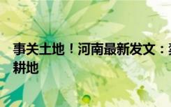 事关土地！河南最新发文：禁止任何单位和个人闲置、荒芜耕地