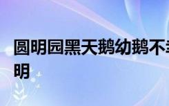 圆明园黑天鹅幼鹅不幸夭折，园方发布情况说明